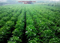 /album/kepek-fuszerpaprika-termesztes-terulet/a2013-07-20-17-05-53-jpg/